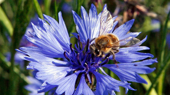 US govt’s wanton approval of harmful pesticides fueling ‘bee holocaust’ - lawsuit