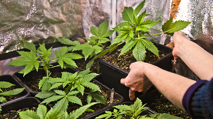 Legally high: Cannabis courses open in Uruguay to control marijuana consumption