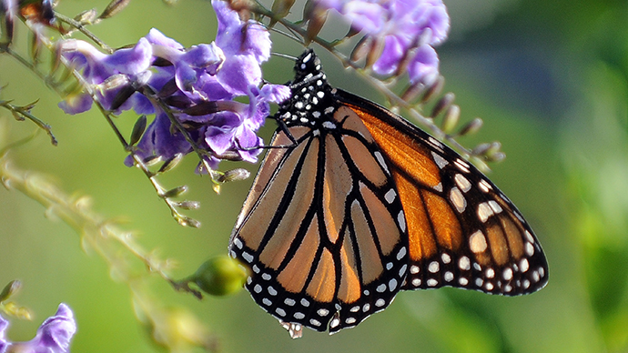 Monsanto blamed for disappearance of monarch butterflies