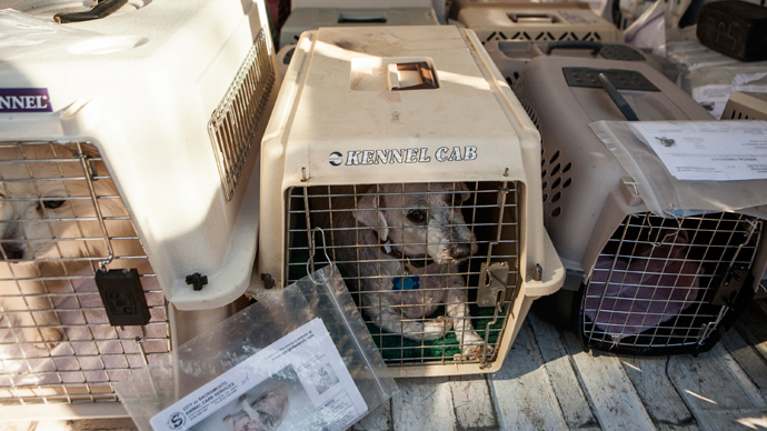 Watchdog fail: PETA killed nearly 2,000 shelter animals in 2013 - report