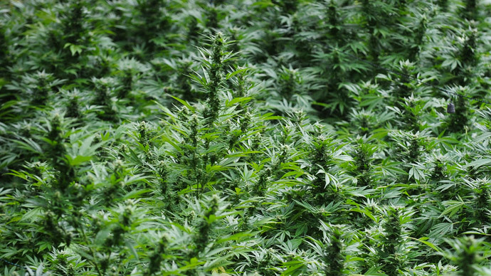 Italy overturns 'absurd' drug law equating marijuana and hard drugs