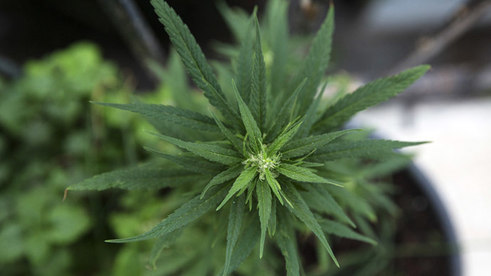 Canada considers fines instead of charges for pot possession