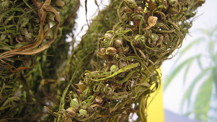 Hemp aid: US considers buying industrial cannabis from Ukraine to bolster its economy