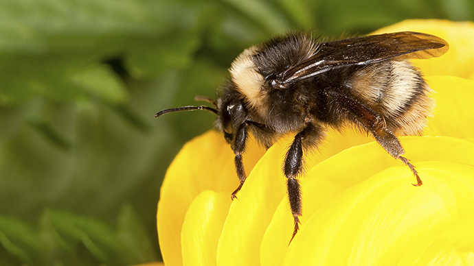 how much bumblebees are in the world