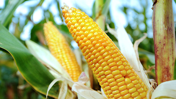 US corn exports to China drop 85 percent after ban on GMO strains – industry report