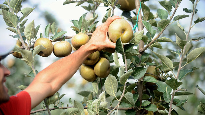 Most apples in the US drenched with chemical banned in Europe