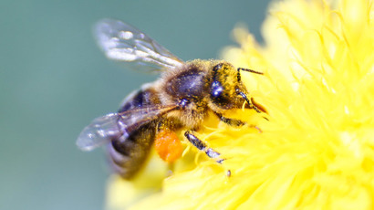 Pesticide Exposure In Pregnancy Linked >> Pesticides linked to honeybee decline are affecting other ... Pesticide Exposure In Pregnancy Linked >> Pesticides linked to honeybee decline are affecting other ...