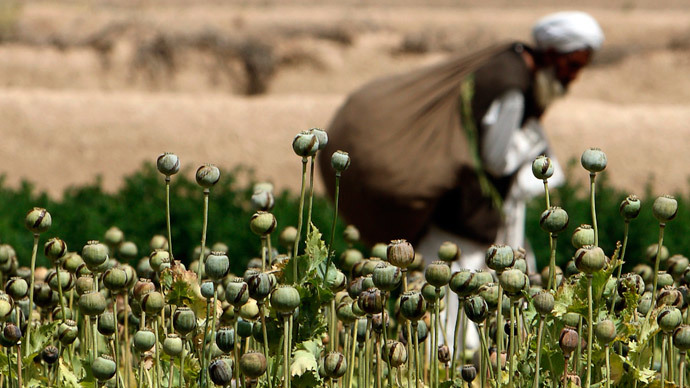 An Afghan man walks in front of a poppy field in a village in Golestan district of Farah province.(Reuters / Goran Tomasevic)