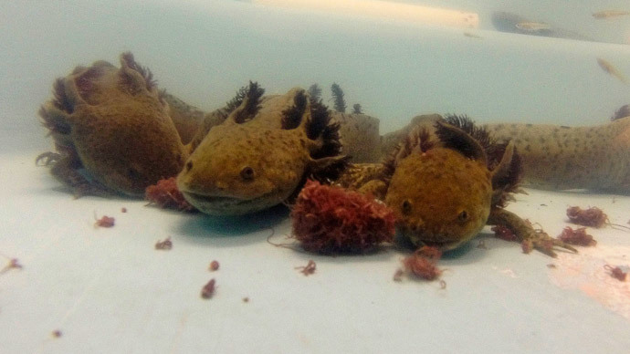 Species dying out 1,000 times faster with humans on the scene – study