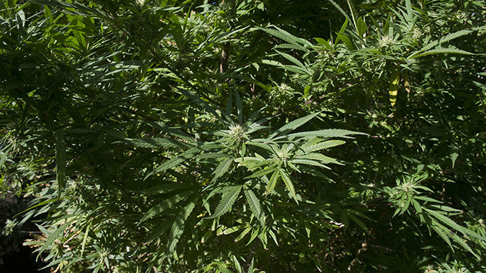 Seattle police seize 2600 illegal marijuana plants, refuse to arrest owners