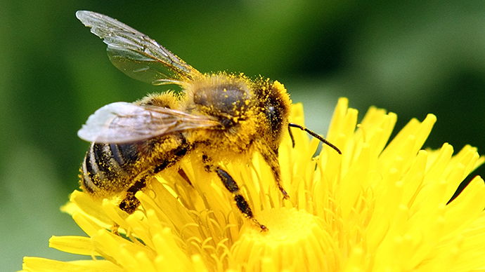 Spider venom, protein pesticide could stave off 'beemageddon'