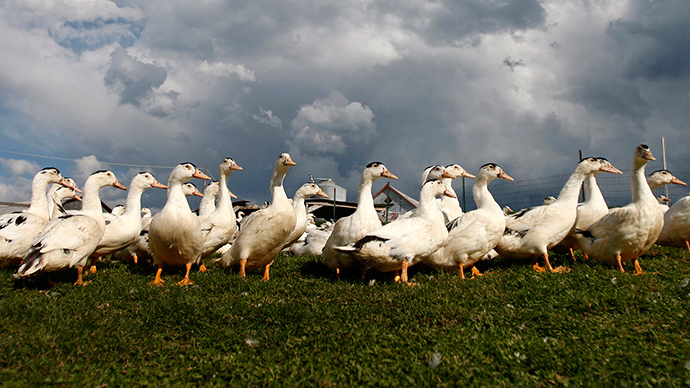 Ohio village threatens Iraq war vet over therapy ducks