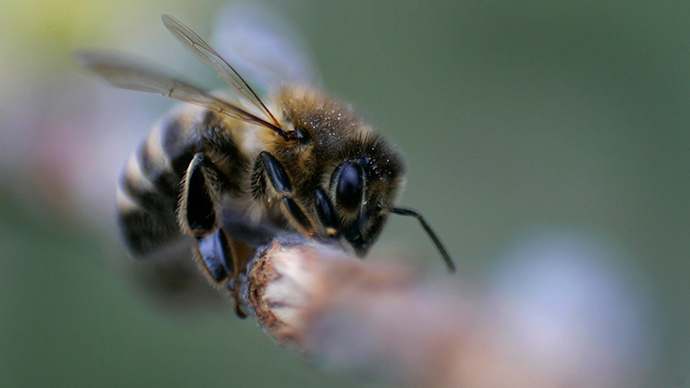 Bee studies feel sting of pesticide manufacturers – MPs