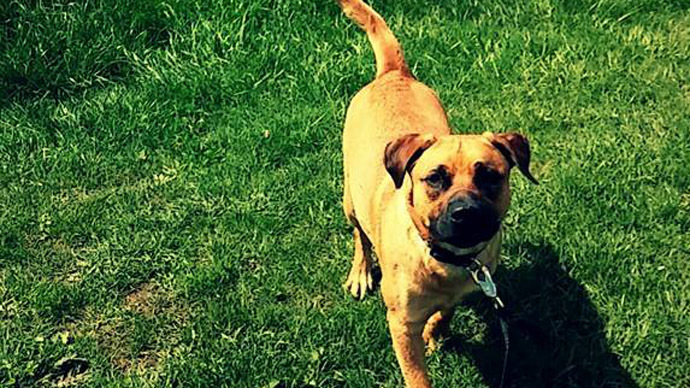 Police officer fired for killing dog in front of 6-year-old owner