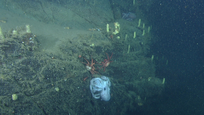 Legs on eggs: Octopus’ 53 months nesting sets animal kingdom record