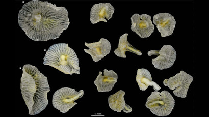 Dendrogramma gen. nov., all 15 paratypes of D.enigmatica and (with *) D. discoides. Photographs taken after shrinkage (see Material and Methods).(Image from plos.org)