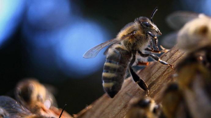 Canadian beekeepers’ sting: Pesticide giants sued for $450mn over bee deaths
