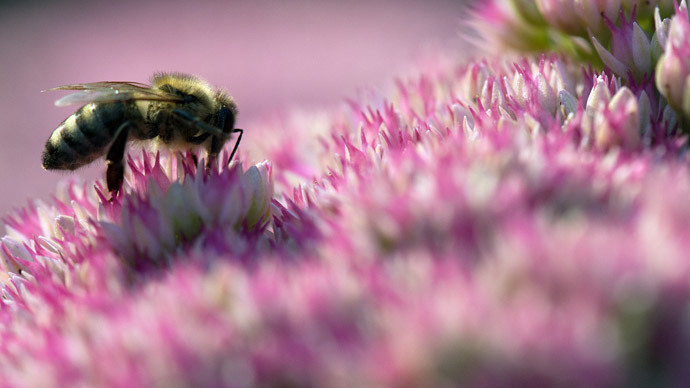 Chemical producer lobbies for increase in allowed levels of pesticide linked to 'Beemageddon'