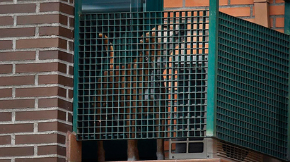Excalibur, the dog of the Spanish nurse who contracted Ebola, barks from her apartment's balcony in Alcorcon, outside Madrid, October 8, 2014 (Reuters / Susana Vera)