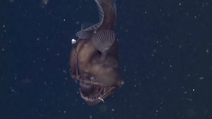 Rare black seadevil Anglerfish caught on video