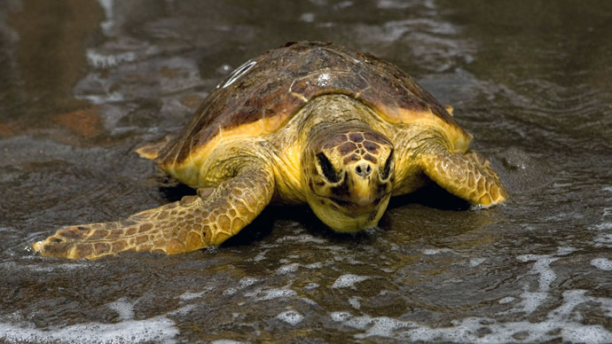 1,000 dead turtles: Vietnam prevents record haul of endangered reptiles ...