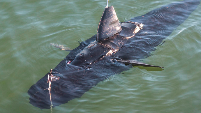 navy-s-100lb-robotic-spy-fish-could-take-to-sea-next-year-rt-usa