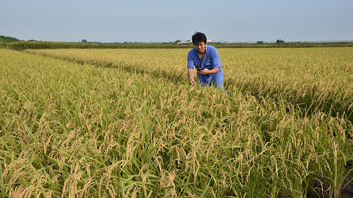 Fukushima rice tests ‘radiation free’ first time since disaster