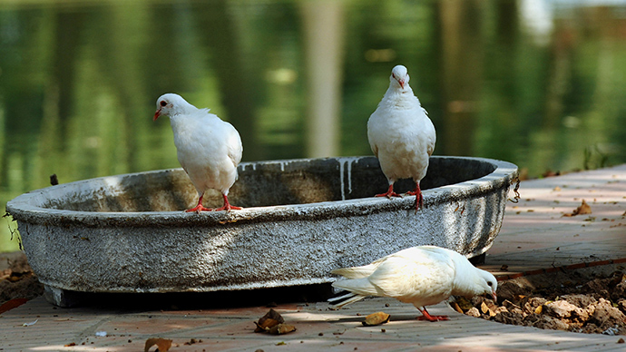 Stool pigeons? Vietnam clears racing birds of 'spying' for China