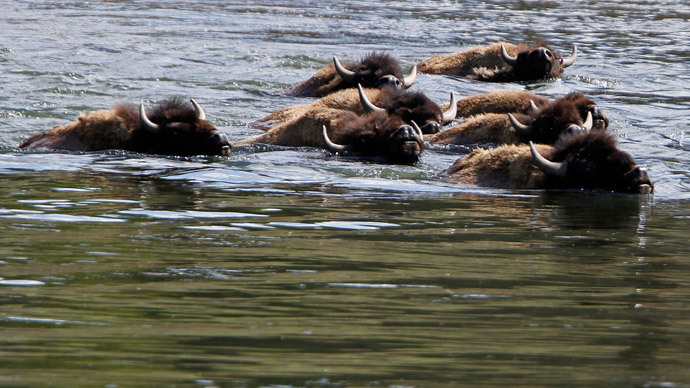 Yellowstone Park ships 200+ bison to slaughter, more planned – conservation group