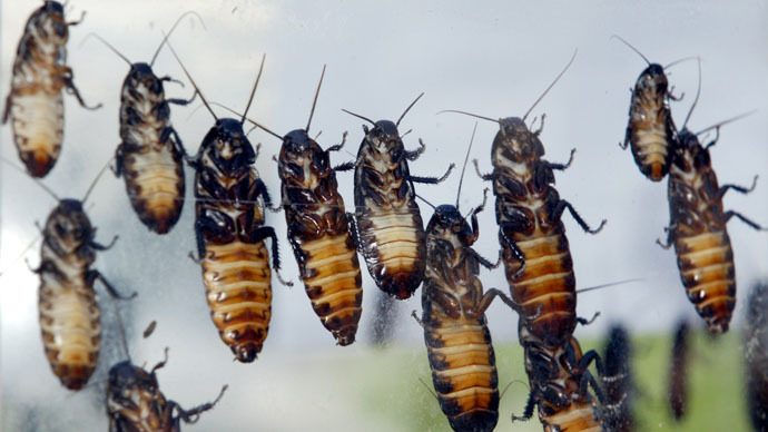 Angry with an ex? Adopt a cockroach or scorpion in their honor