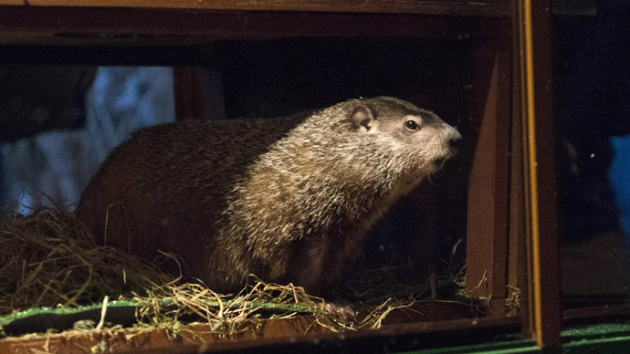 Groundhog bites Wisconsin mayor’s ear