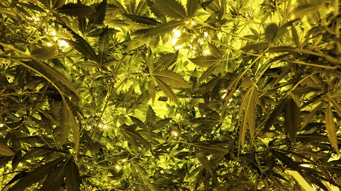 Pot-ential profits: Over 100 Native American tribes seek to grow marijuana