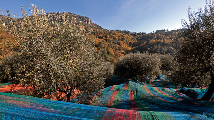 Olive tree-killing bacteria may spread across Europe