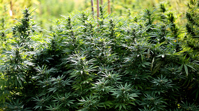 Dutch embassy smokes DC mayor’s office over pot remark