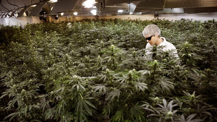 Stoned rabbits a concern for DEA as Utah debates medical marijuana bill