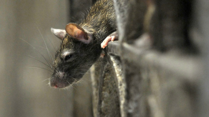 NYC rats carry Bubonic plague-transmitting fleas - study — RT America