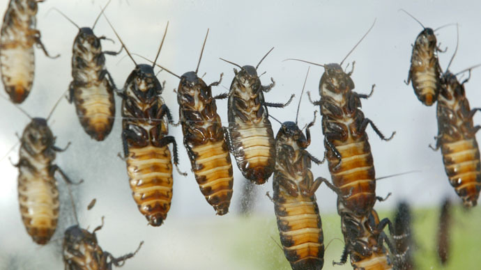 Robo-roach: Remote-controlled cockroaches at the touch of a button