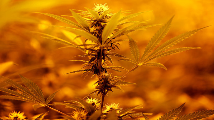 Joint action: Bipartisan medical marijuana bill heads to US Senate