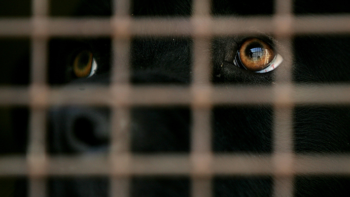 Canine karma: Dog kicked by driver brings pack of friends to trash his car