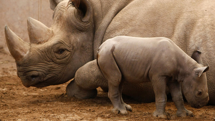 Endangered black rhino trophy can be imported, US wildlife agency says