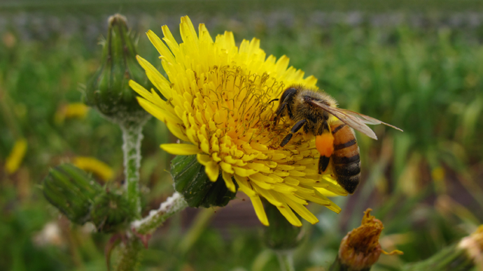 Bee-sieged: Honey theft attempt stirs thousands of bees, puts 3 Florida men in hospital