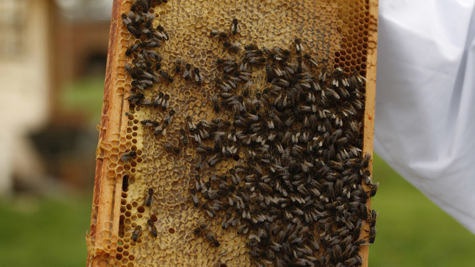 Bee careful: UK garden centers urged to drop popular pesticide to protect honeybees