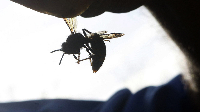 Bee-ware: ‘Very aggressive, deadly’ Asian hornets may be headed for UK