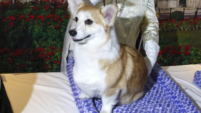 Putin’s pooch: President persuades retired colonel to buy dog for wife