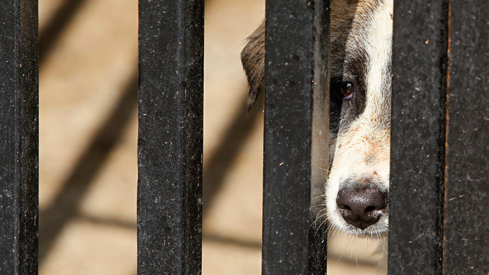 ‘Disturbingly inventive’: Animal abuse reaching abhorrent new lows
