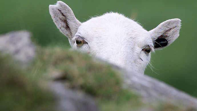 ‘Tasering a sheep is wicked and ridiculous’: Police have shot 101 animals since 2012