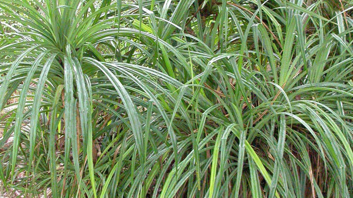 Carat clue? African plant points to diamonds beneath ground, scientist says