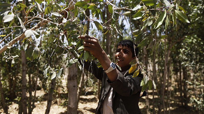 Al-Qaeda taking on policing role in east Yemen banning qat leafs
