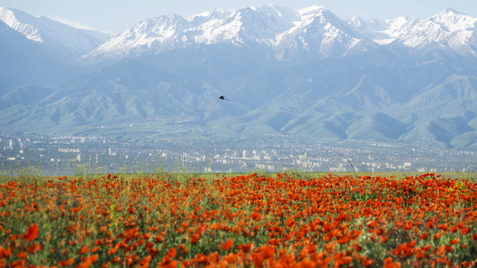 No need for poppies: Modified sugar yeast can brew morphine, scientists say