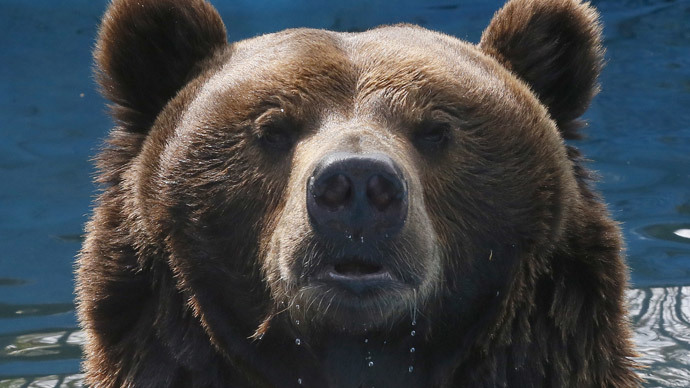 Warsaw police find bear-puncher in hospital after zoo enclosure foray
